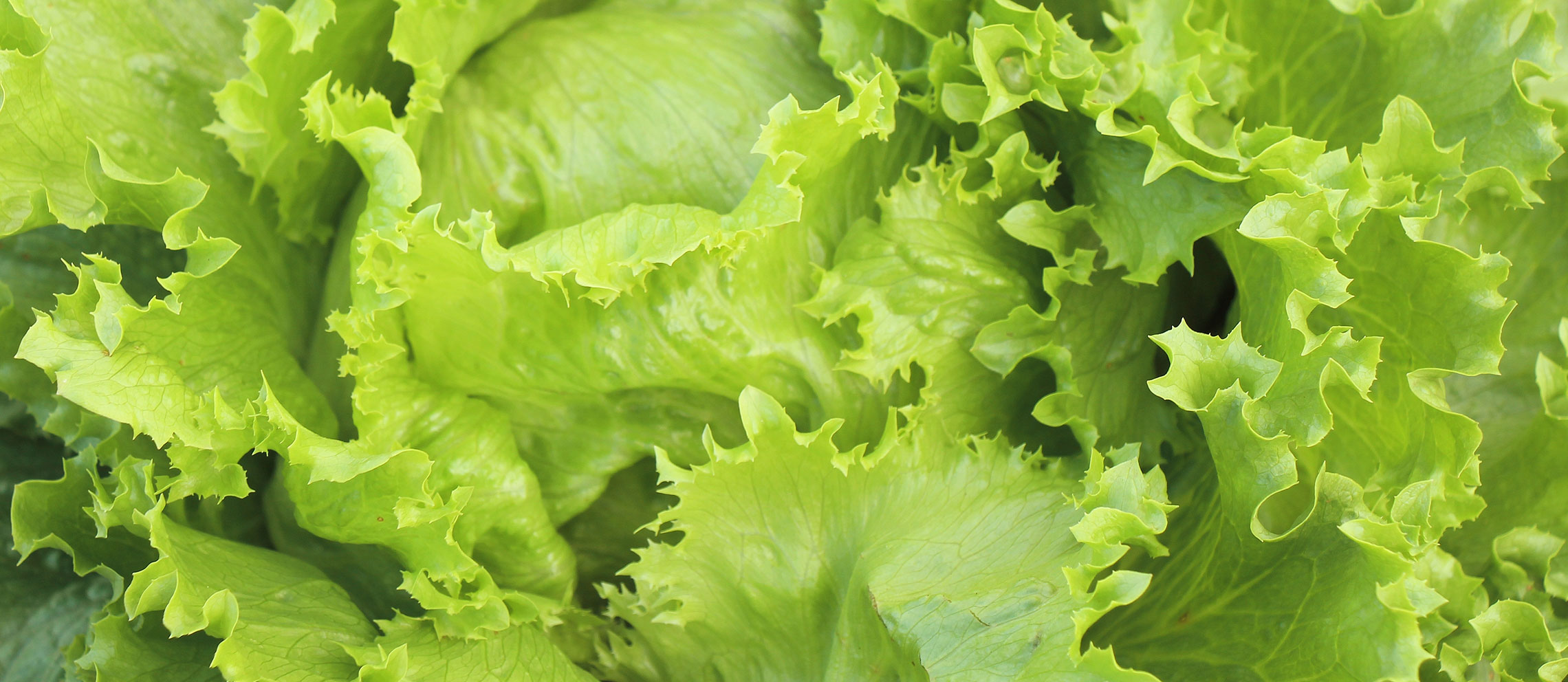 Optimising lettuce growth